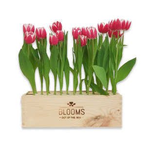 BloomsBox tulpen large